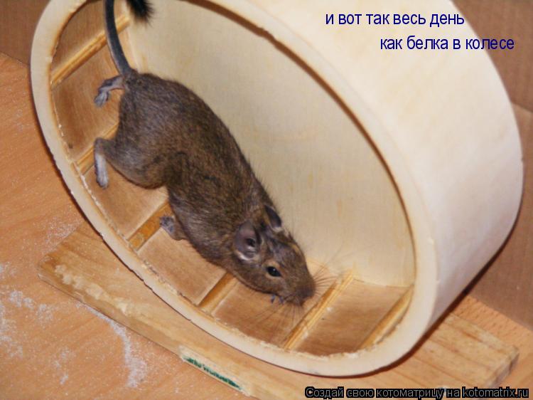и вот так весь день как белка в колесе... Котоматрица: и вот так весь день как белка в колесе