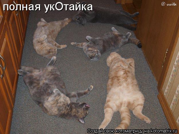 полная укОтайка... Котоматрица: полная укОтайка