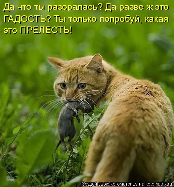 Да что ты разоралась? Да разве ж это ГАДОСТЬ? Ты только попробуй, какая это ПРЕЛЕСТЬ!... Котоматрица: Да что ты разоралась? Да разве ж это ГАДОСТЬ? Ты только попробуй, какая это ПРЕЛЕСТЬ!