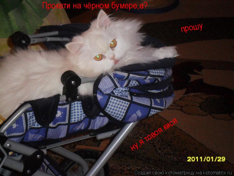 Прокати на чёрном бумере,а? прошу ну,я товоя кися... Котоматрица: Прокати на чёрном бумере,а? прошу ну,я товоя кися