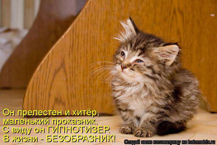 Он прелестен и хитёр, маленький проказник. В жизни - БЕЗОБРАЗНИК! С виду он ГИПНОТИЗЕР.... Котоматрица: Он прелестен и хитёр, маленький проказник. В жизни - БЕЗОБРАЗНИК! С виду он ГИПНОТИЗЕР.