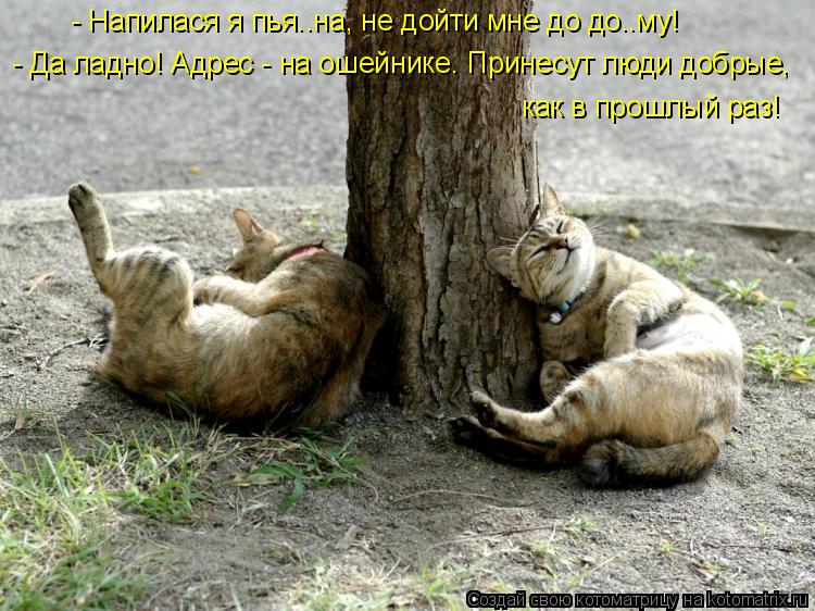 - Напилася я пья..на, не дойти мне до до..му! - Да ладно! Адрес - на ошейнике. Принесут люди добрые, ... Котоматрица: - Напилася я пья..на, не дойти мне до до..му! - Да ладно! Адрес - на ошейнике. Принесут люди добрые, как в прошлый раз!