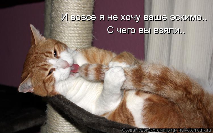 И вовсе я не хочу ваше эскимо.. С чего вы взяли..... Котоматрица: И вовсе я не хочу ваше эскимо.. С чего вы взяли..