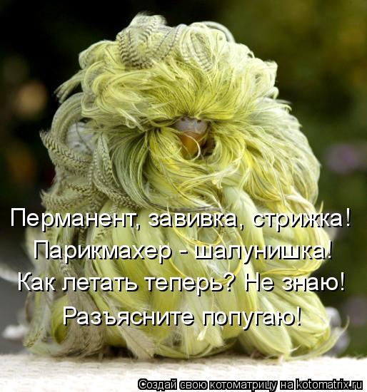 Перманент, завивка, стрижка! Парикмахер - шалунишка! Как летать теперь? Не знаю! Разъясните попугаю!... Котоматрица: Перманент, завивка, стрижка! Парикмахер - шалунишка! Как летать теперь? Не знаю! Разъясните попугаю!