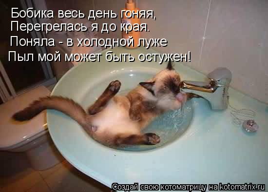 Бобика весь день гоняя, Перегрелась я до края. Поняла - в холодной луже Пыл мой может быть остужен!... Котоматрица: Бобика весь день гоняя, Перегрелась я до края. Поняла - в холодной луже Пыл мой может быть остужен!