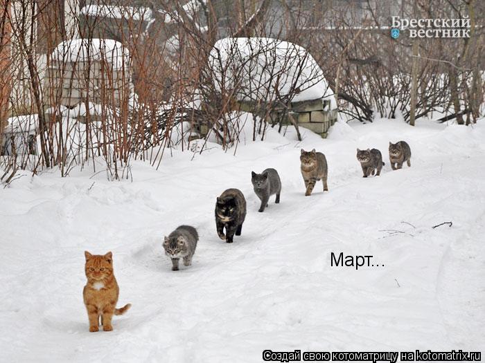 Март...... Котоматрица: Март...