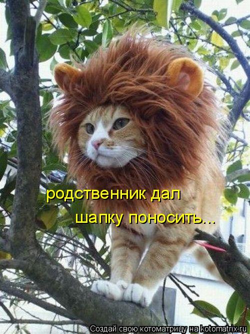 родственник дал шапку поносить...... Котоматрица: родственник дал шапку поносить...