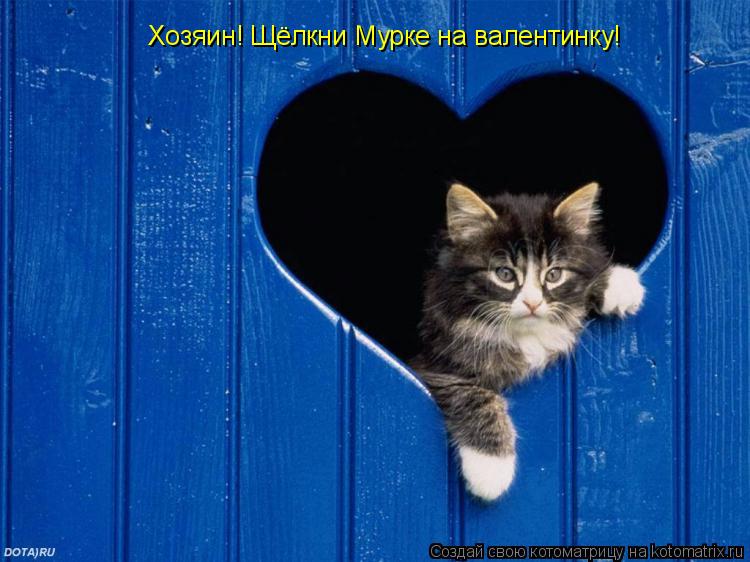 Хозяин! Щёлкни Мурке на валентинку!... Котоматрица: Хозяин! Щёлкни Мурке на валентинку!