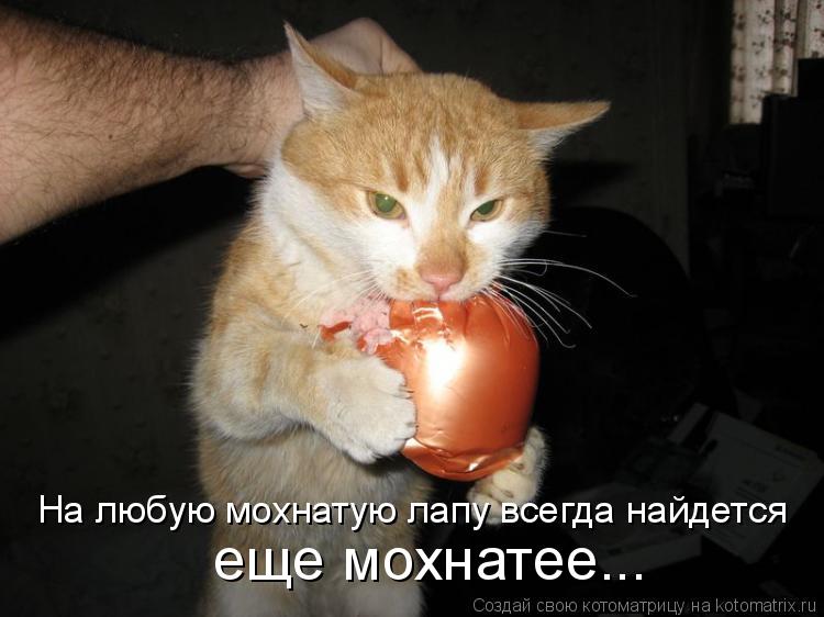 Котоматрица: На любую мохнатую лапу всегда найдется еще мохнатее...