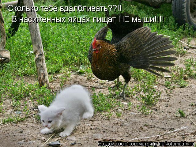 Сколько тебе вдалбливать??!! В насиженных яйцах пищат НЕ мыши!!!!... Котоматрица: Сколько тебе вдалбливать??!! В насиженных яйцах пищат НЕ мыши!!!!