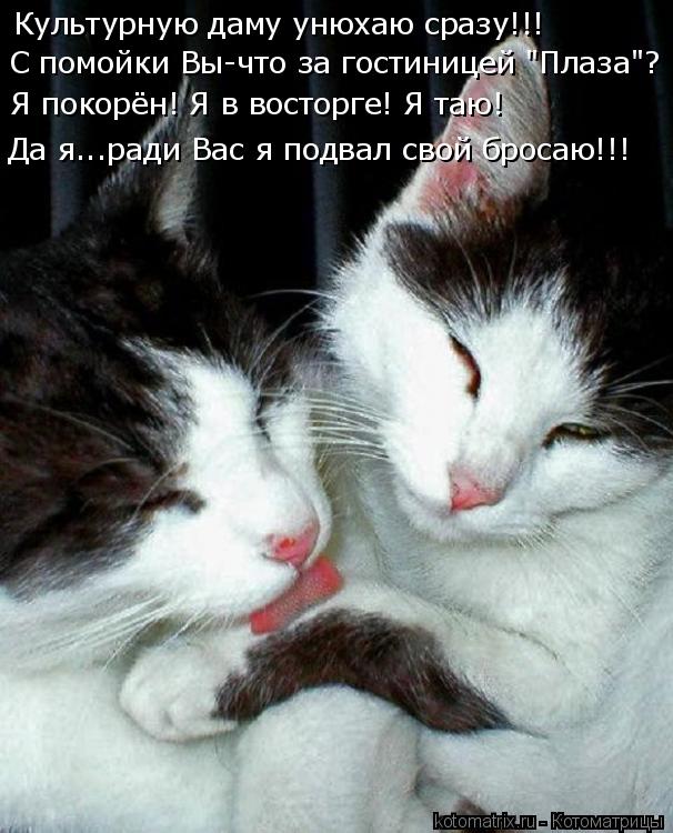 Культурную даму унюхаю сразу!!! С помойки Вы-что за гостиницей "Плаза"? Я покорён! Я в восторге! Я та... Котоматрица: Культурную даму унюхаю сразу!!! С помойки Вы-что за гостиницей "Плаза"? Я покорён! Я в восторге! Я таю! Да я...ради Вас я подвал свой бросаю!!!