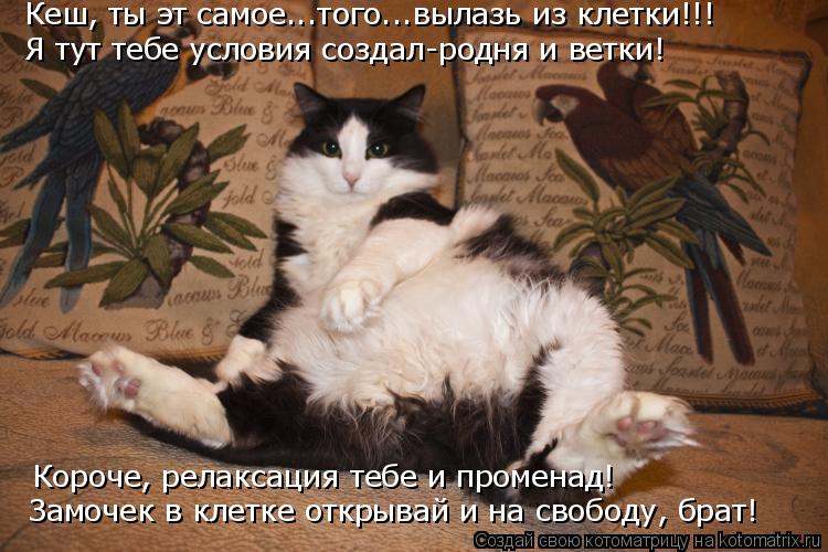 Кеш, ты эт самое...того...вылазь из клетки!!! Я тут тебе условия создал-родня и ветки! Короче, релакс... Котоматрица: Кеш, ты эт самое...того...вылазь из клетки!!! Я тут тебе условия создал-родня и ветки! Короче, релаксация тебе и променад! Замочек в клетке откры