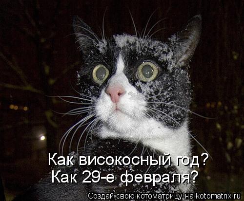 Как високосный год? Как 29-е февраля?... Котоматрица: Как високосный год? Как 29-е февраля?