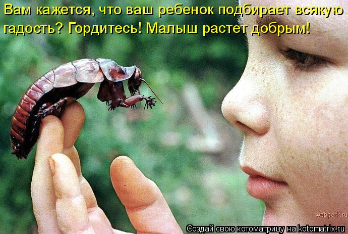 Вам кажется, что ваш ребенок подбирает всякую гадость? Гордитесь! Малыш растет добрым!... Котоматрица: Вам кажется, что ваш ребенок подбирает всякую гадость? Гордитесь! Малыш растет добрым!