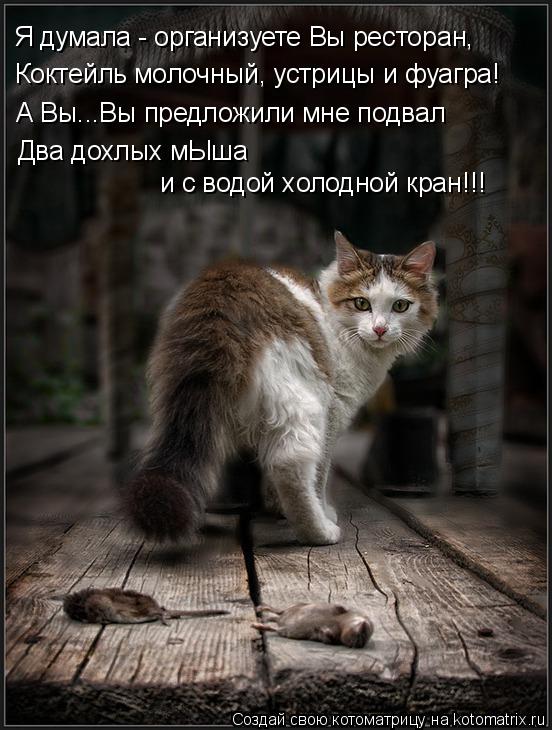 Котоматрица: Я думала - организуете Вы ресторан, Коктейль молочный, устрицы и фуагра! А Вы...Вы предложили мне подвал Два дохлых мЫша  и с водой холодной кр
