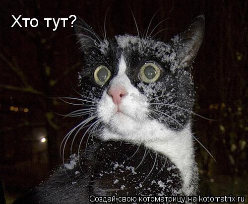 Котоматрица: Хто тут?
