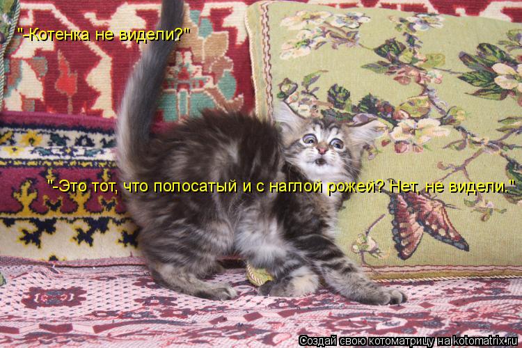 Котоматрица: "-Это тот, что полосатый и с наглой рожей? Нет, не видели." "-Котенка не видели?"