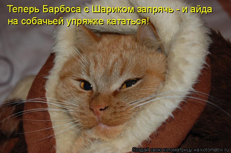 Теперь Барбоса с Шариком запрячь - и айда на собачьей упряжке кататься!... Котоматрица: Теперь Барбоса с Шариком запрячь - и айда на собачьей упряжке кататься!