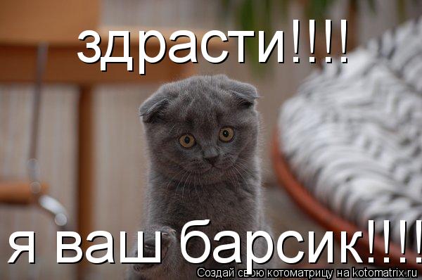 Котоматрица: здрасти!!!! я ваш барсик!!!!!