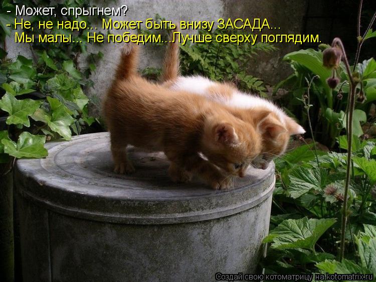 - Может, спрыгнем? - Не, не надо... Может быть внизу ЗАСАДА... Мы малы... Не победим...Лучше сверху п... Котоматрица: - Может, спрыгнем? - Не, не надо... Может быть внизу ЗАСАДА... Мы малы... Не победим...Лучше сверху поглядим.