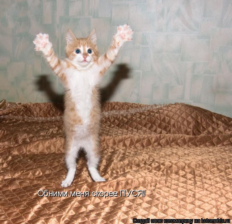 Котоматрица: Обними меня скорее ПУСЯ!