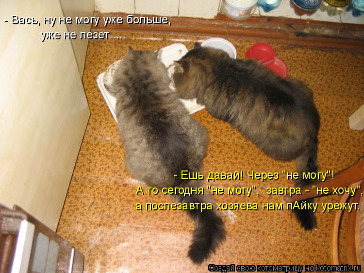 - Вась, ну не могу уже больше, уже не лезет ... А то сегодня "не могу", завтра - "не хочу", а после... Котоматрица: - Вась, ну не могу уже больше, уже не лезет ... А то сегодня "не могу", завтра - "не хочу", а послезавтра хозяева нам пАйку урежут. - Ешь давай! Чер