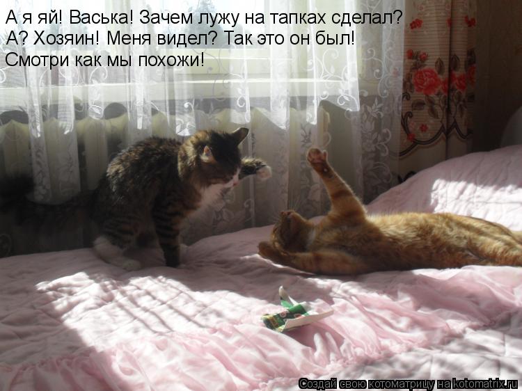 А я яй! Васька! Зачем лужу на тапках сделал? А? Хозяин! Меня видел? Так это он был! Смотри как мы пох... Котоматрица: А я яй! Васька! Зачем лужу на тапках сделал? А? Хозяин! Меня видел? Так это он был! Смотри как мы похожи!