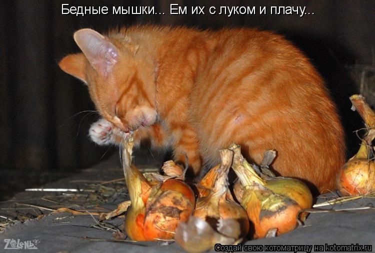 Котоматрица: Бедные мышки... Ем их с луком и плачу...