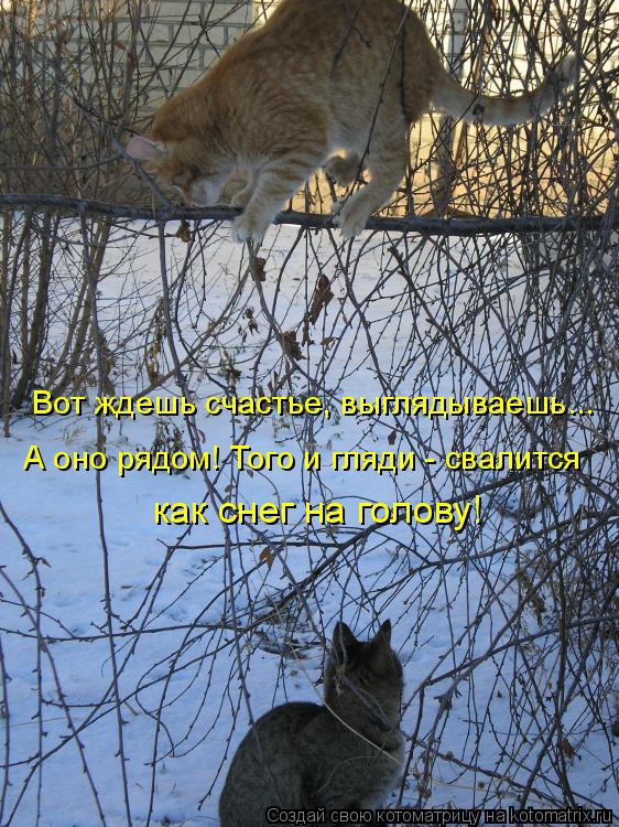 Котоматрица: Вот ждешь счастье, выглядываешь... А оно рядом! Того и гляди - свалится как снег на голову!