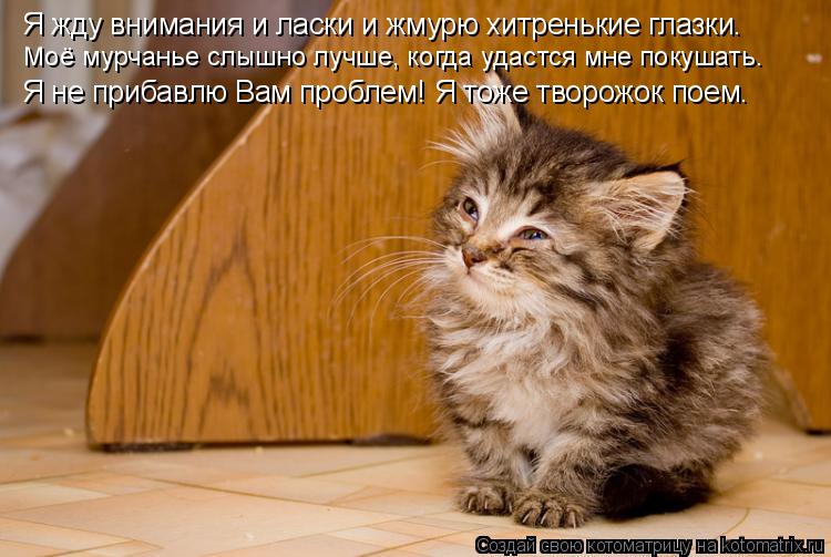 Я жду внимания и ласки и жмурю хитренькие глазки. Моё мурчанье слышно лучше, когда удастся мне покуша... Котоматрица: Я жду внимания и ласки и жмурю хитренькие глазки. Моё мурчанье слышно лучше, когда удастся мне покушать. Я не прибавлю Вам проблем! Я тоже тв