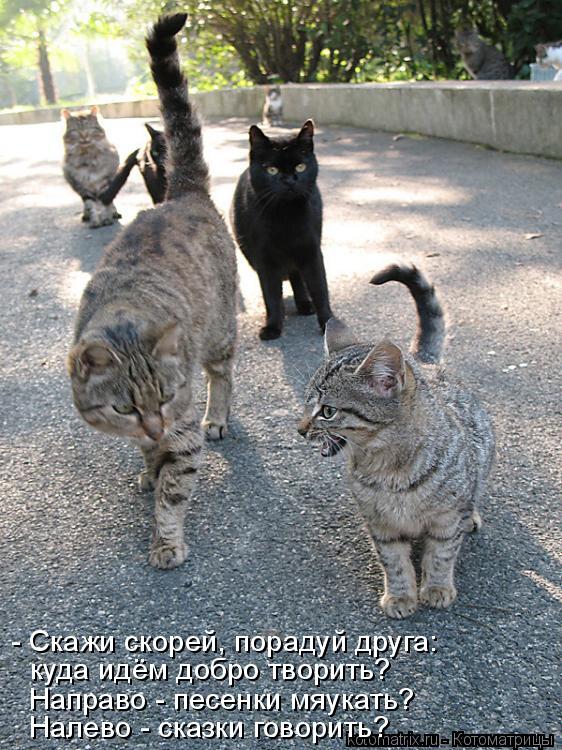Котоматрица: - Скажи скорей, порадуй друга: куда идём добро творить? Направо - песенки мяукать? Налево - сказки говорить?