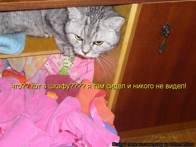 Котоматрица: что?? кот в шкафу???? я там сидел и никого не видел!
