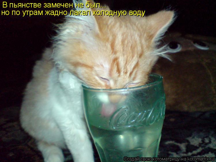 Котоматрица: В пьянстве замечен не был... но по утрам жадно лакал холодную воду