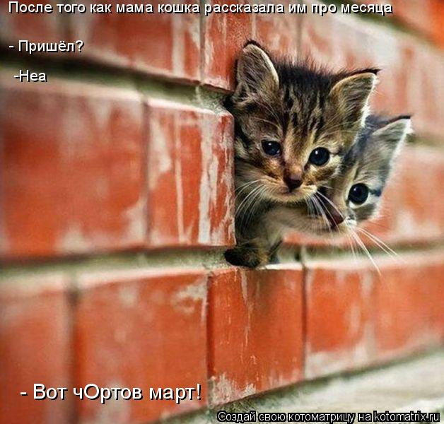 Котоматрица: После того как мама кошка рассказала им про месяца - Пришёл? -Неа - Вот чОртов март!