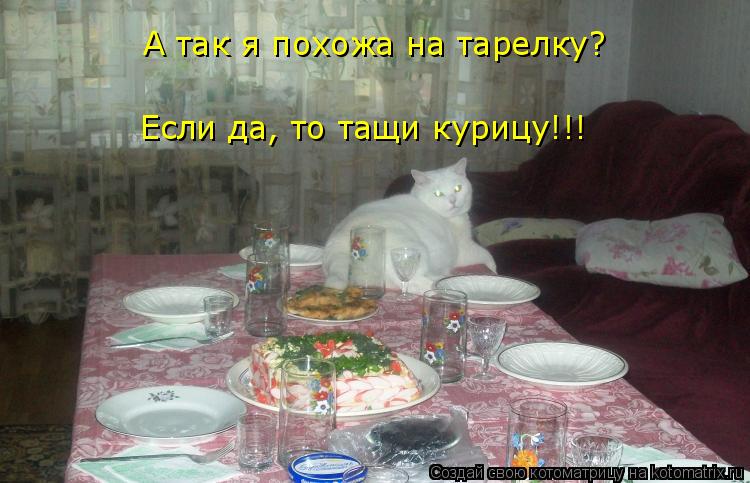 А так я похожа на тарелку? Если да, то тащи курицу!!!... Котоматрица: А так я похожа на тарелку? Если да, то тащи курицу!!!