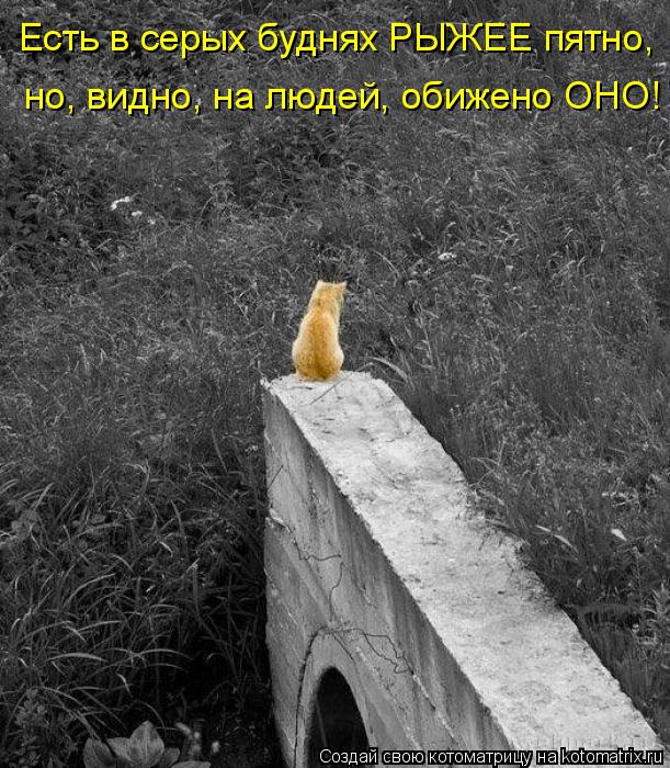 Есть в серых буднях РЫЖЕЕ пятно, но, видно, на людей, обижено ОНО!... Котоматрица: Есть в серых буднях РЫЖЕЕ пятно, но, видно, на людей, обижено ОНО!