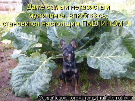 Даже самый неказистый становится настоящим ПАВЛИНОМ !!! мужичонка, влюбляясь,... Котоматрица: Даже самый неказистый становится настоящим ПАВЛИНОМ !!! мужичонка, влюбляясь,
