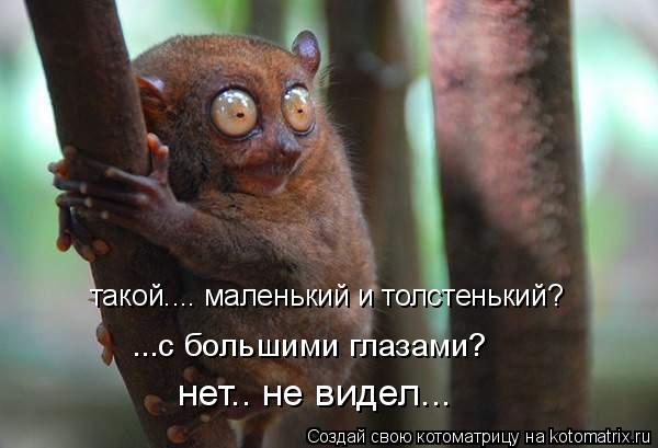 такой.... маленький и толстенький? ...с большими глазами? нет.. не видел...... Котоматрица: такой.... маленький и толстенький? ...с большими глазами? нет.. не видел...