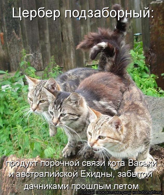 Котоматрица: Цербер подзаборный: продукт порочной связи кота Васьки  и австралийской Ехидны, забытой дачниками прошлым летом