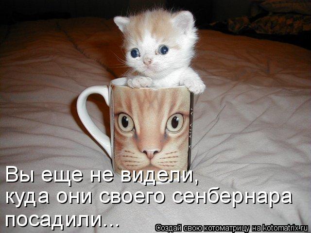 Котоматрица: Вы еще не видели,  куда они своего сенбернара  посадили...