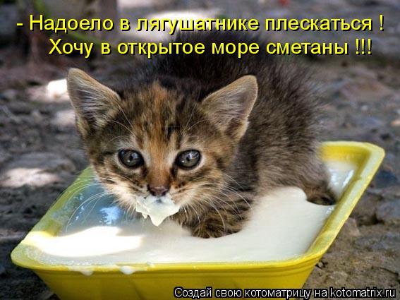 Котоматрица: - Надоело в лягушатнике плескаться ! Хочу в открытое море сметаны !!!