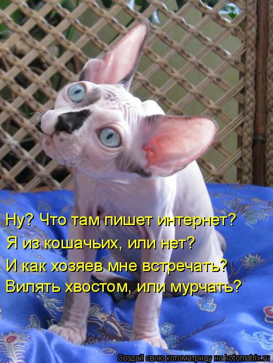 Котоматрица: Ну? Что там пишет интернет?  Я из кошачьих, или нет?  И как хозяев мне встречать?  Вилять хвостом, или мурчать?