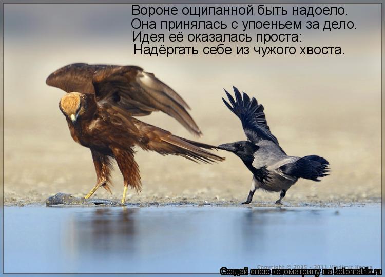 Вороне ощипанной быть надоело. Она принялась с упоеньем за дело. Идея её оказалась проста: Надёргать ... Котоматрица: Вороне ощипанной быть надоело. Она принялась с упоеньем за дело. Идея её оказалась проста: Надёргать себе из чужого хвоста.
