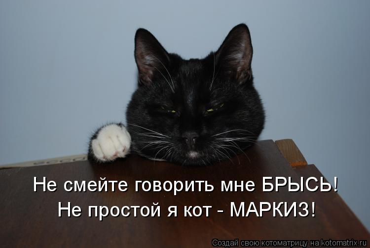 Котоматрица: Не смейте говорить мне БРЫСЬ! Не простой я кот - МАРКИЗ!