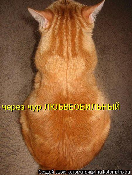 через чур ЛЮБВЕОБИЛЬНЫЙ... Котоматрица: через чур ЛЮБВЕОБИЛЬНЫЙ