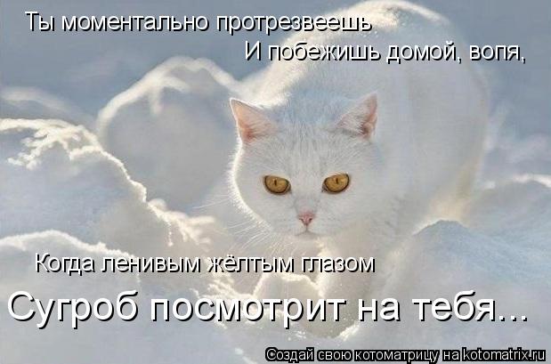 Ты моментально протрезвеешь И побежишь домой, вопя, Когда ленивым жёлтым глазом Сугроб посмотрит на т... Котоматрица: Ты моментально протрезвеешь И побежишь домой, вопя, Когда ленивым жёлтым глазом Сугроб посмотрит на тебя...
