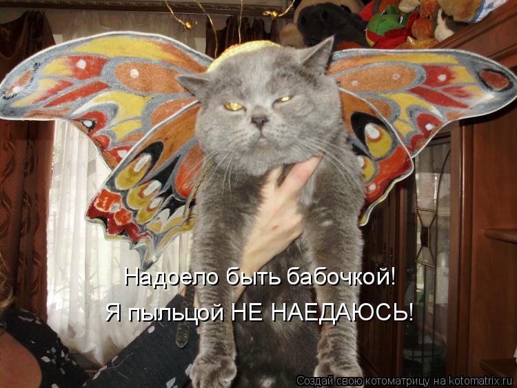 Надоело быть бабочкой! Я пыльцой НЕ НАЕДАЮСЬ!... Котоматрица: Надоело быть бабочкой! Я пыльцой НЕ НАЕДАЮСЬ!
