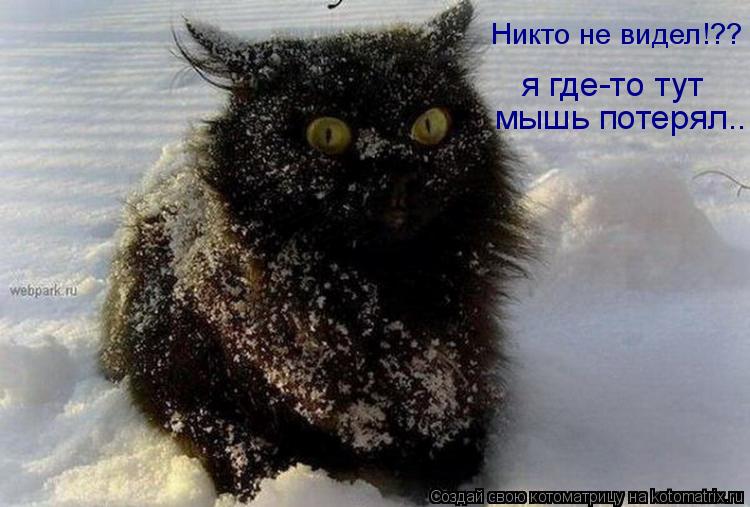 Никто не видел!?? я где-то тут мышь потерял...... Котоматрица: Никто не видел!?? я где-то тут мышь потерял...