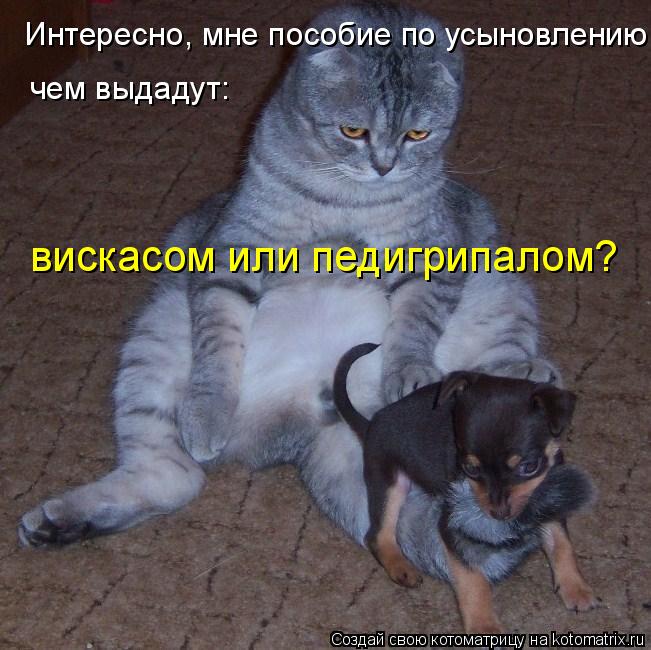 Интересно, мне пособие по усыновлению чем выдадут: вискасом или педигрипалом?... Котоматрица: Интересно, мне пособие по усыновлению чем выдадут: вискасом или педигрипалом?