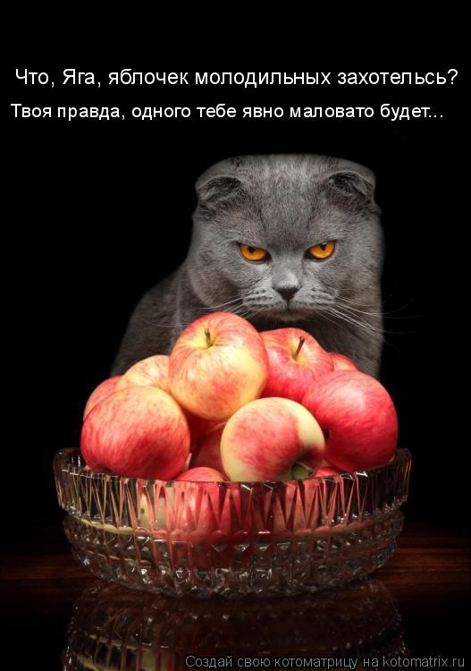 Котоматрица: Что, Яга, яблочек молодильных захотельсь? Твоя правда, одного тебе явно маловато будет...